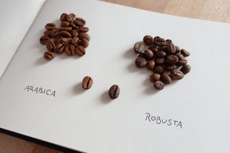 káva arabica vs robusta