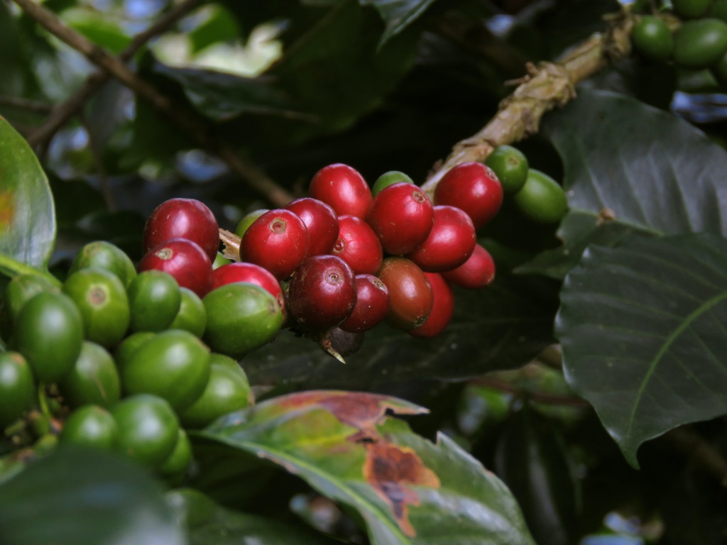 červené zralé a zelené nezralé třešně kávovníku