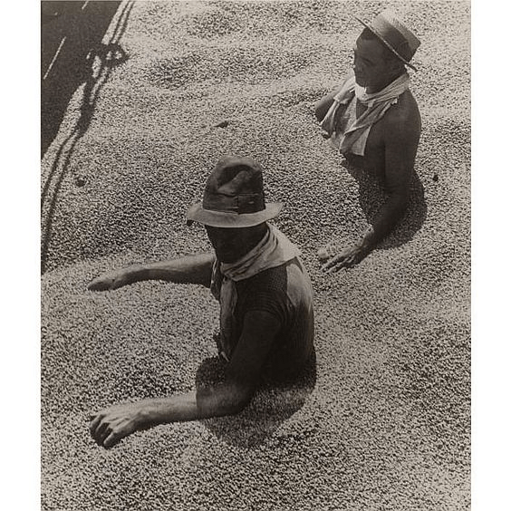 Kávoví dělníci v Brazílii