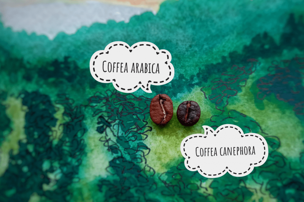 rozdílná zrna káv arabica robusta