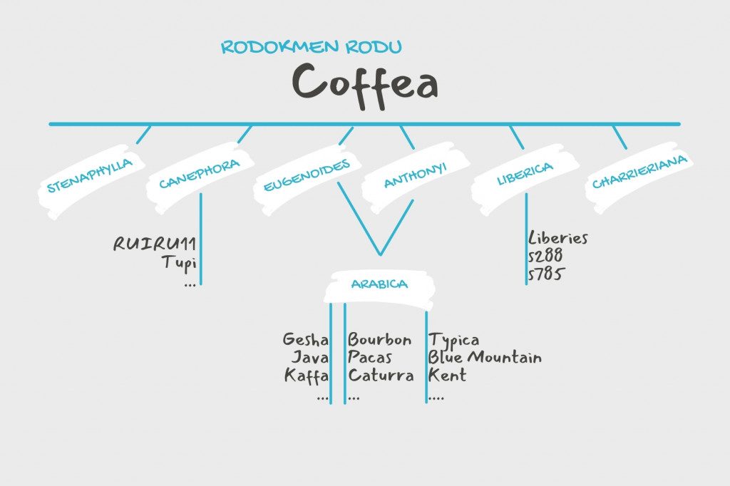 Rodokmen kávovníku - odrůdy kávy