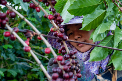 zralé kávové třešně z čínských plantáží
