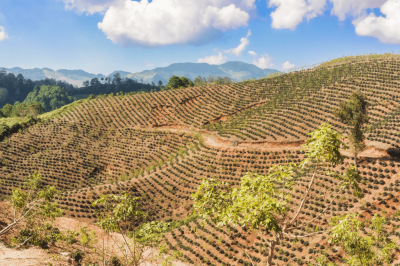 nové kávové pole v hondurasu