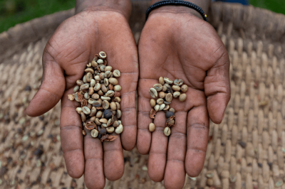 ugandská kávová zrna robusty v rukou farmáře