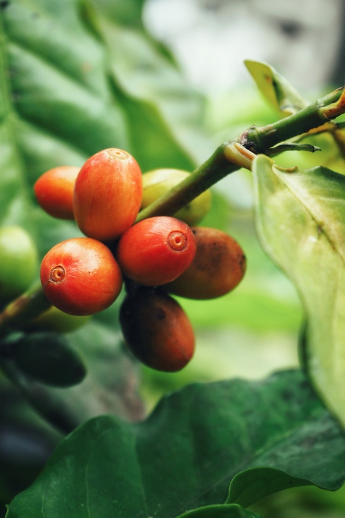 Plody kávovníku arabica variety Typica