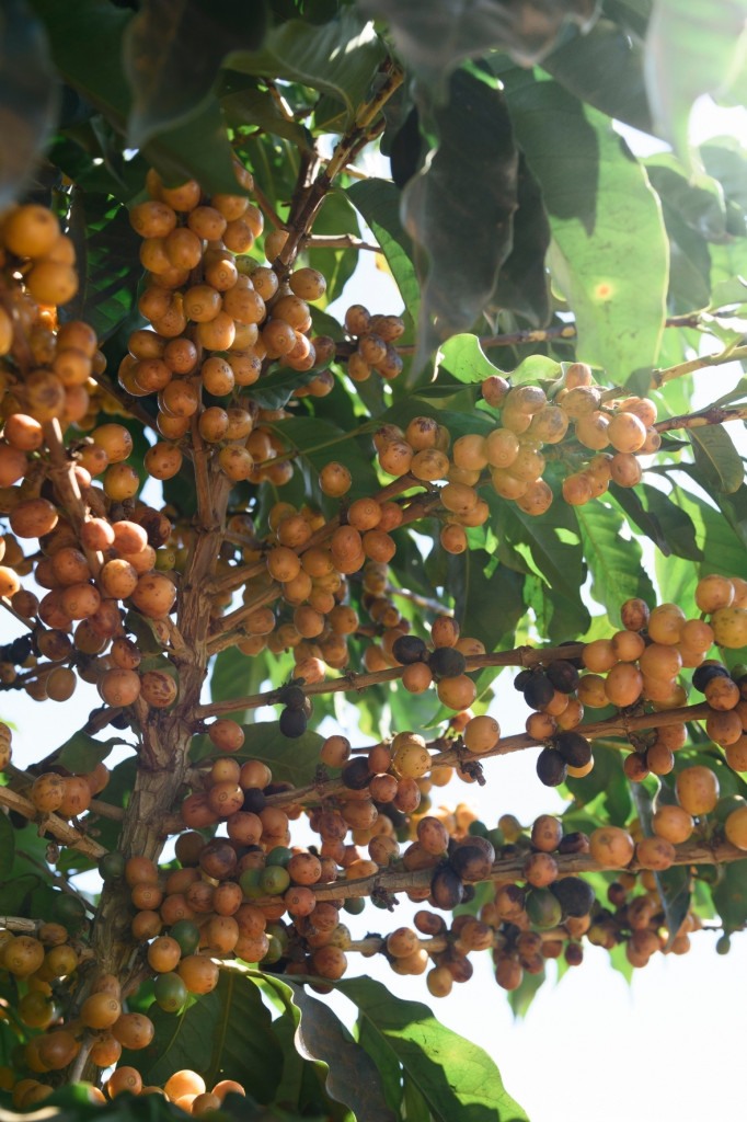 Vyzrálé plody kávovníku Yellow Bourbon