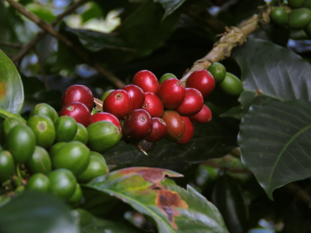 zralé červené kávové třešně