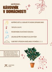 infografika pestovani kavovniku infografika pestovani kavovniku
