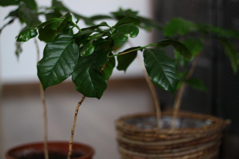 Jak pěstovat kávovník doma – Kompletní průvodce od sazenice po první sklizeň Jak pěstovat kávovník doma – Kompletní průvodce od sazenice po první sklizeň