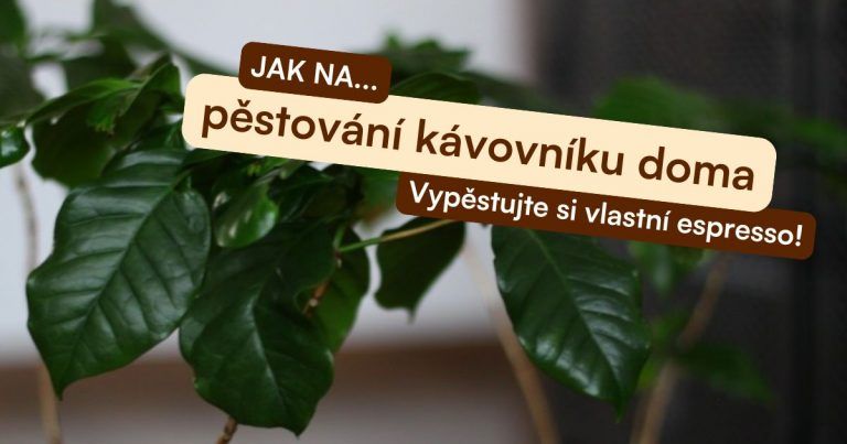 Jak jsem si doma vypěstovala kávovník Jak jsem si doma vypěstovala kávovník